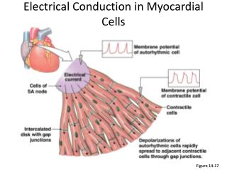 Electrical Conduction in Myocardial Cells