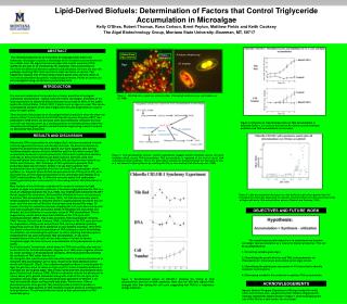 Lipid-Derived Biofuels: Determination of Factors that Control Triglyceride Accumulation in Microalgae
