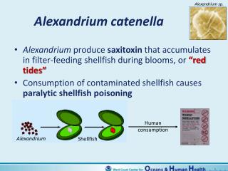 Alexandrium catenella