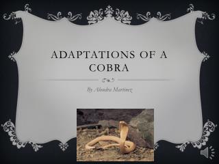 Adaptations o f a Cobra
