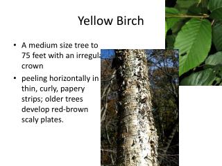 Yellow Birch