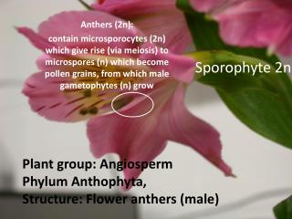 Sporophyte 2n