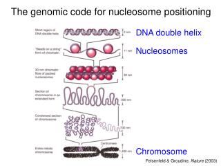 The genomic code for nucleosome positioning