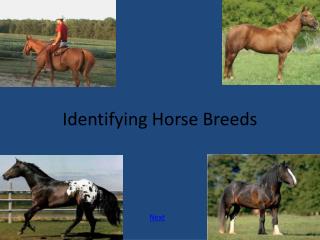 Identifying Horse Breeds