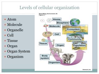 PPT - Levels of cellular organization PowerPoint Presentation, free ...