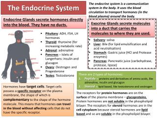 PPT The Endocrine System PowerPoint Presentation Free Download ID