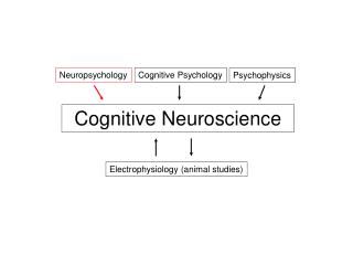 PPT - Cognitive Neuroscience PowerPoint Presentation, free download ...