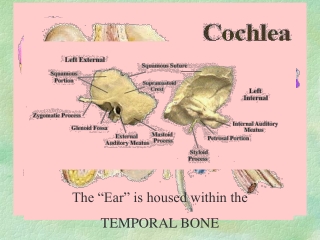 The “Ear” is housed within the TEMPORAL BONE