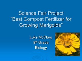 Science Fair Project “Best Compost Fertilizer for Growing Marigolds”