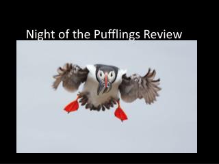Night of the Pufflings Review