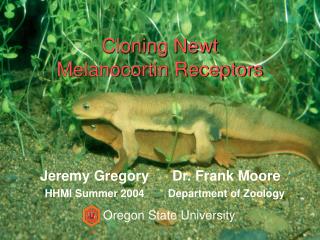 Cloning Newt Melanocortin Receptors
