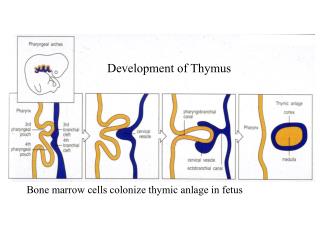 Development of Thymus