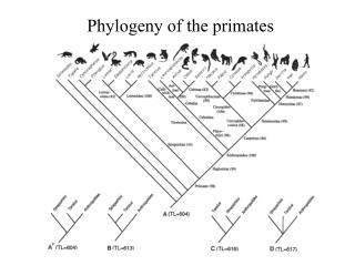 primates phylogeny