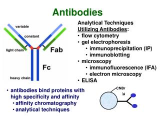 Analytical Techniques Utilizing Antibodies : flow cytometry gel electrophoresis