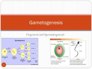 gametogenesis oogenesis
