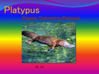 Platypus
