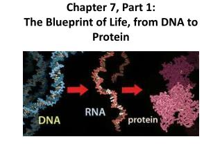 PPT - DNA: Blueprint For Life PowerPoint Presentation - ID:4121653