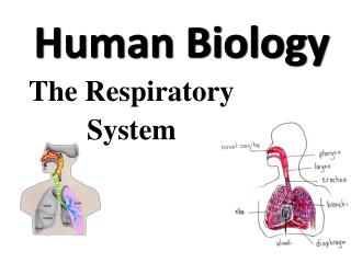 PPT - The Respiratory System PowerPoint Presentation, free download ...