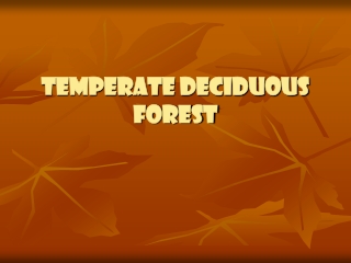 Temperate Deciduous Forest