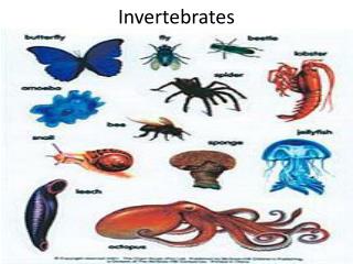 PPT - Invertebrates PowerPoint Presentation, free download - ID:2439590