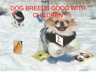 Dogs Breeds