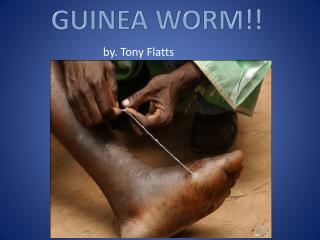 guinea worm!!