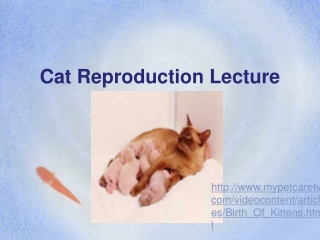 Cat Reproduction Lecture