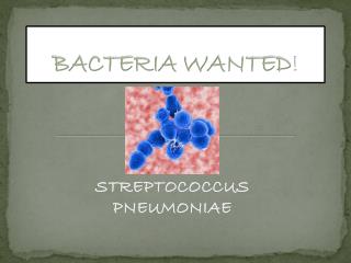BACTERIA WANTED !