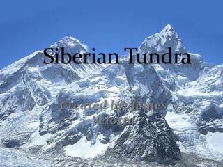 Siberian Tundra