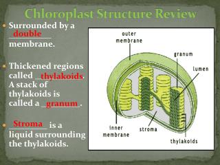 PPT - CHLOROPLAST PowerPoint Presentation - ID:4346703