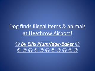 Dog finds illegal items & animals at Heathrow Airport!