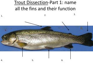 Trout Dissection -Part 1: name all the fins and their function