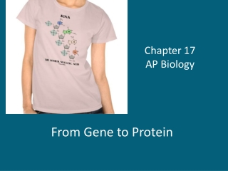 Chapter 17 AP Biology
