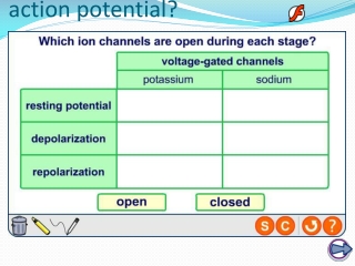 What happens during an action potential?