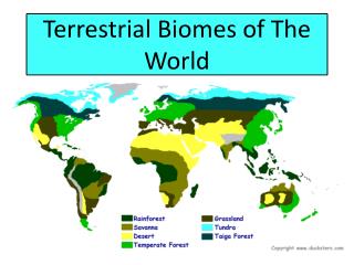 PPT - Terrestrial Biomes PowerPoint Presentation - ID:2002403