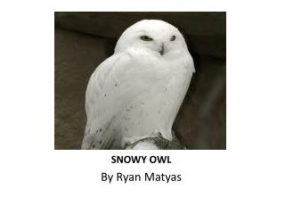 SNOWY OWL