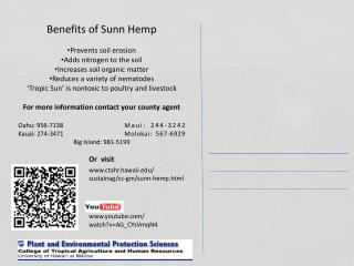 Benefits of Sunn Hemp Prevents soil erosion Adds nitrogen to the soil