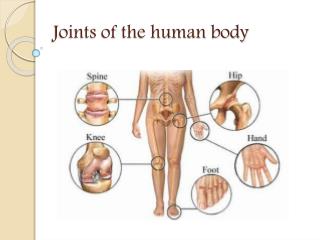 Joints of the human body