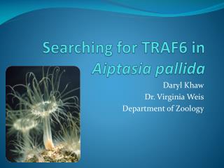 Searching for TRAF6 in Aiptasia pallida