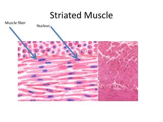 Ppt - Striated Muscle Powerpoint Presentation, Free Download - Id:2513807