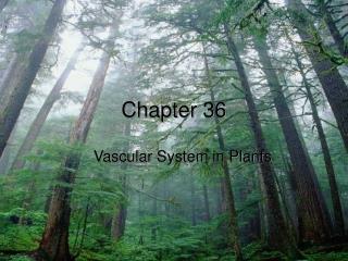 Chapter 36