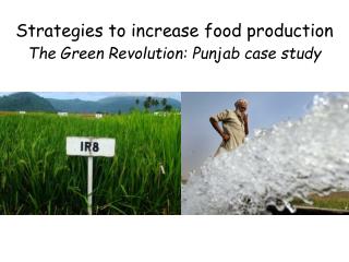 green revolution in punjab case study green revolution in punjab case study