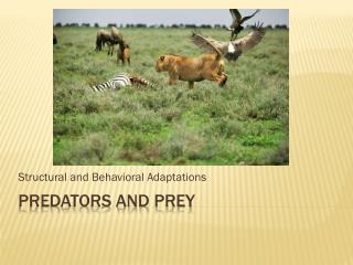 predator vs prey def
