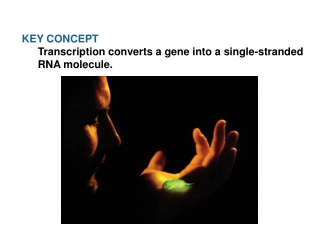 KEY CONCEPT Transcription converts a gene into a single-stranded RNA molecule.