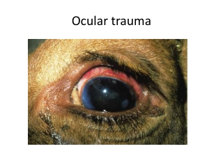 Ocular trauma