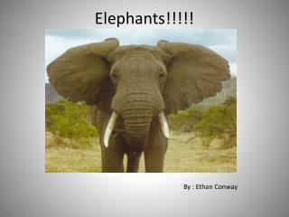 Elephants!!!!!