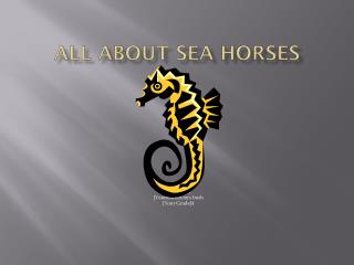 All About Sea Horses
