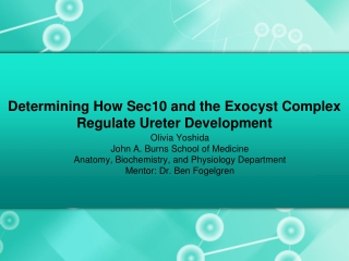 Determining How Sec10 and the Exocyst Complex Regulate Ureter Development