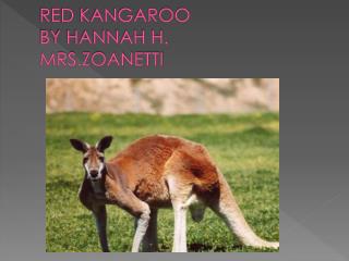 PPT - The Life Cycle of a Red Kangaroo PowerPoint Presentation - ID:997907