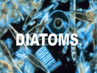 DIATOMS